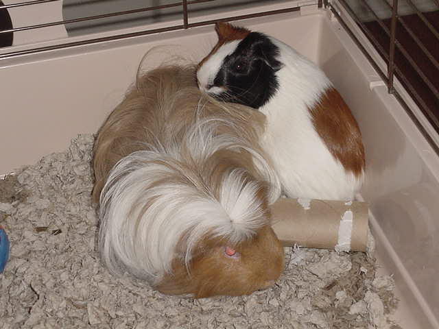 Little Joe, Little Bud