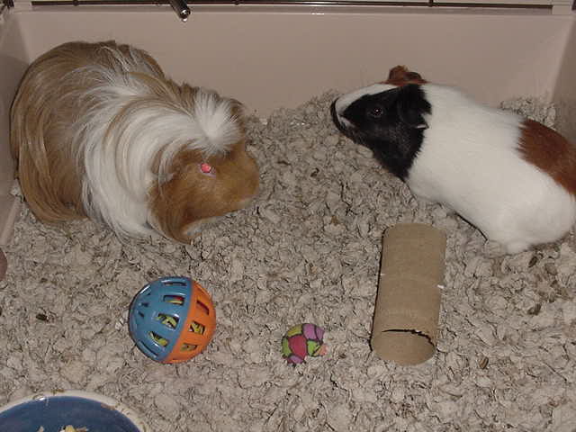 Little Joe, Little Bud