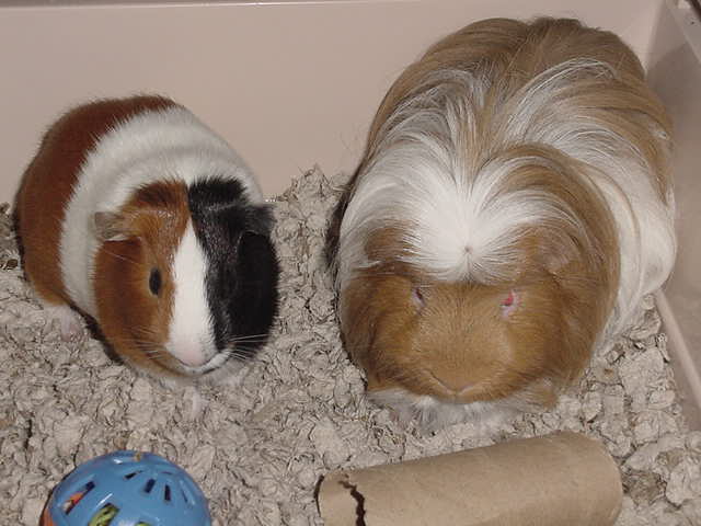 Little Joe, Little Bud