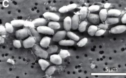 GFAJ-1 strain of bacterium, from Halomonadaceae family, that uses arsenic to survive