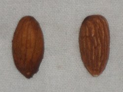 Peach seed, Almond