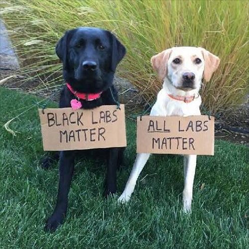 Black labs matter. All labs matter.