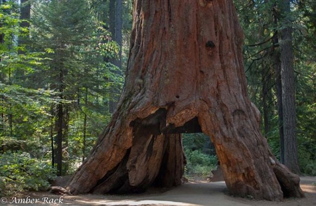 A healthy Pioneer Cabin tree that stood in Calaveras Big Trees State Park. (Photo/Amber Rack)