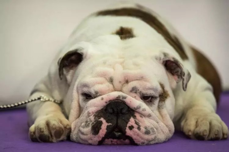 A bulldog rests before competing at the 141st Westminster Kennel Club Dog Show in New York City, Feb. 13, 2017. Photo: Drew Angerer/Getty Images