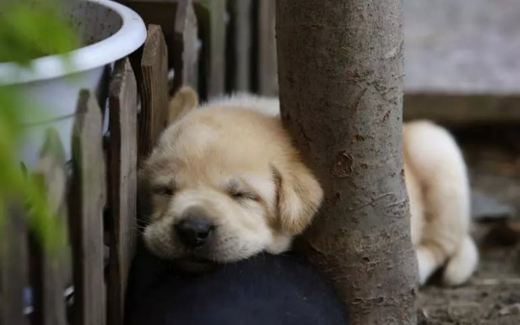 A 29-day-old Labrador puppy sleeps against a tree at a courtyard in Beijing, Aug. 10, 2014. Photo: REUTERS/Jason Lee