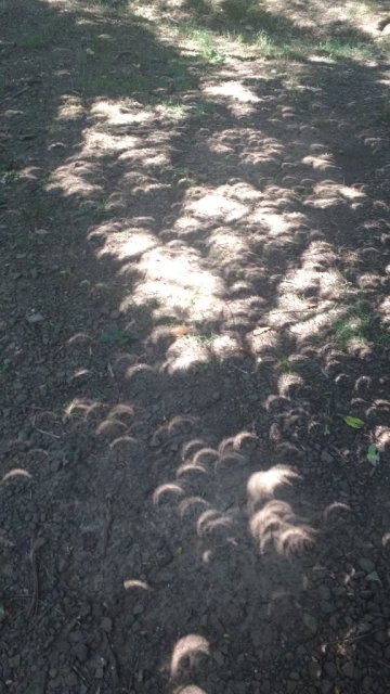 Solar eclipse images shining through tree leaves