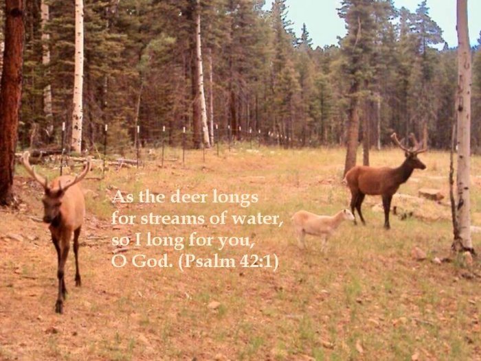 Deer longs for water, I long for God
