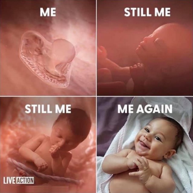 Baby from conception to birth