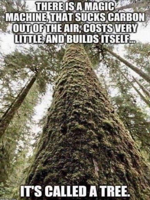 A tree sucks carbon