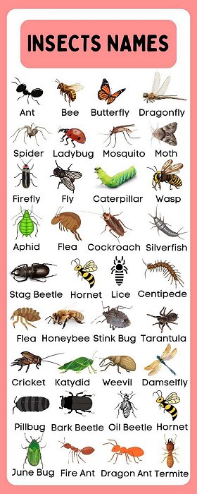 Insect names