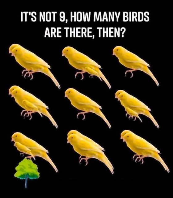 How many birds are there?