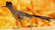 Roadrunner--New Mexico State Bird