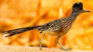 Roadrunner--New Mexico State Bird