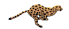 Cheetah: 140 x 60
