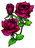 Roses: 139 x 189