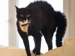 Frightened black cat