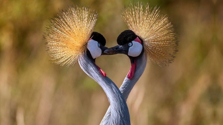 Two grey crowned cranes forming a heart