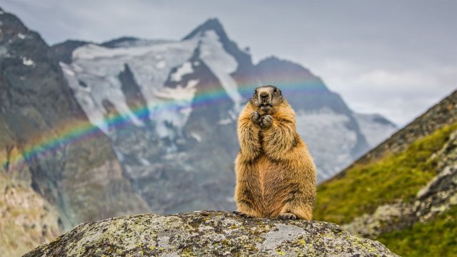 Marmot near rainbow