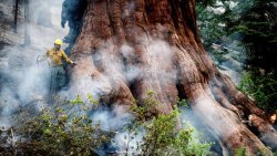 Firefighter protects a giant sequoia tree in Yosemite