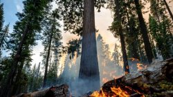 Wildfire in Mariposa Grove, Yosemite