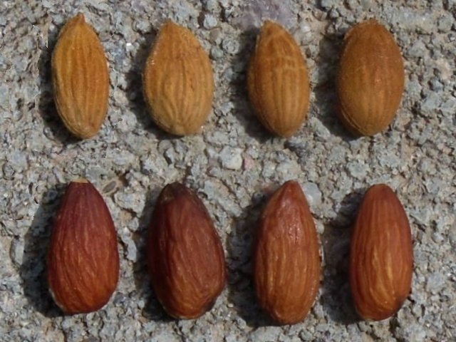 Peach seeds and Almonds