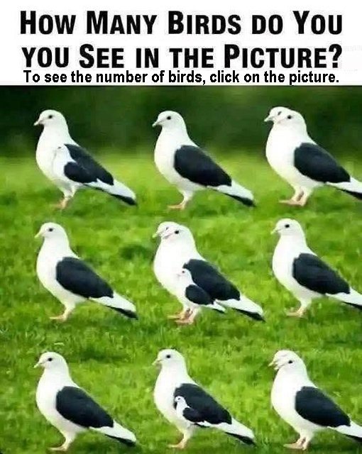 Birds in picture