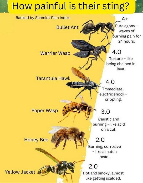 Painful insect stings