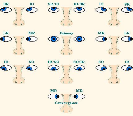 Yoked Extraocular Muscle Movements in Cardinal Positions of Gaze